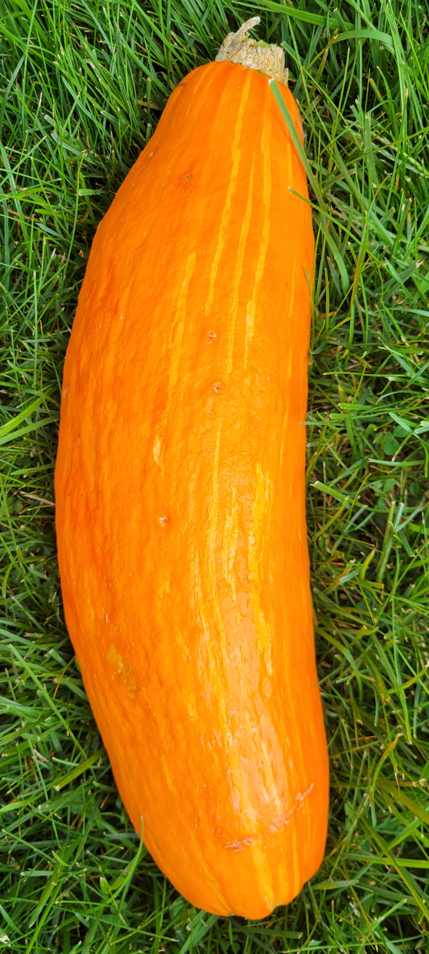 'Gete Okosimin' Winter Squash (Cucurbita maxima)