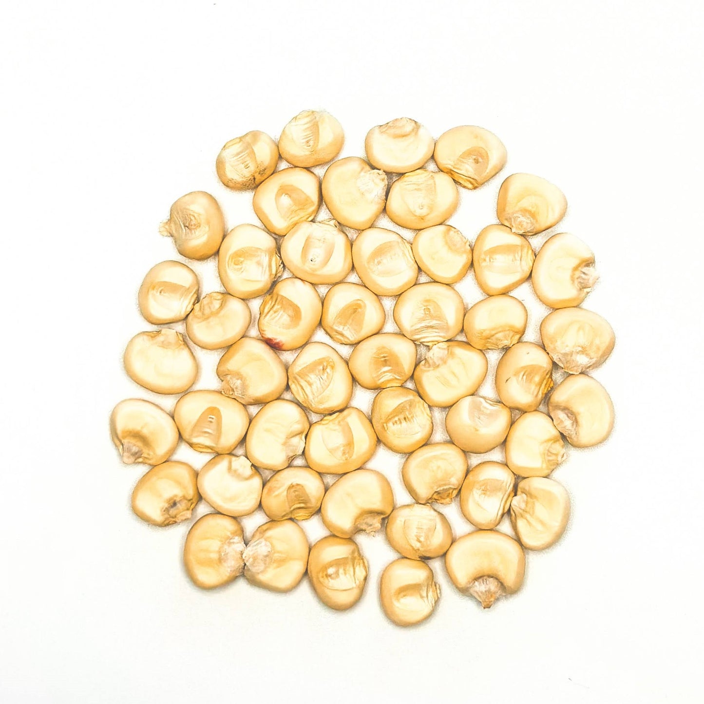 'Walpole Island White' Flour Corn (Zea mays)