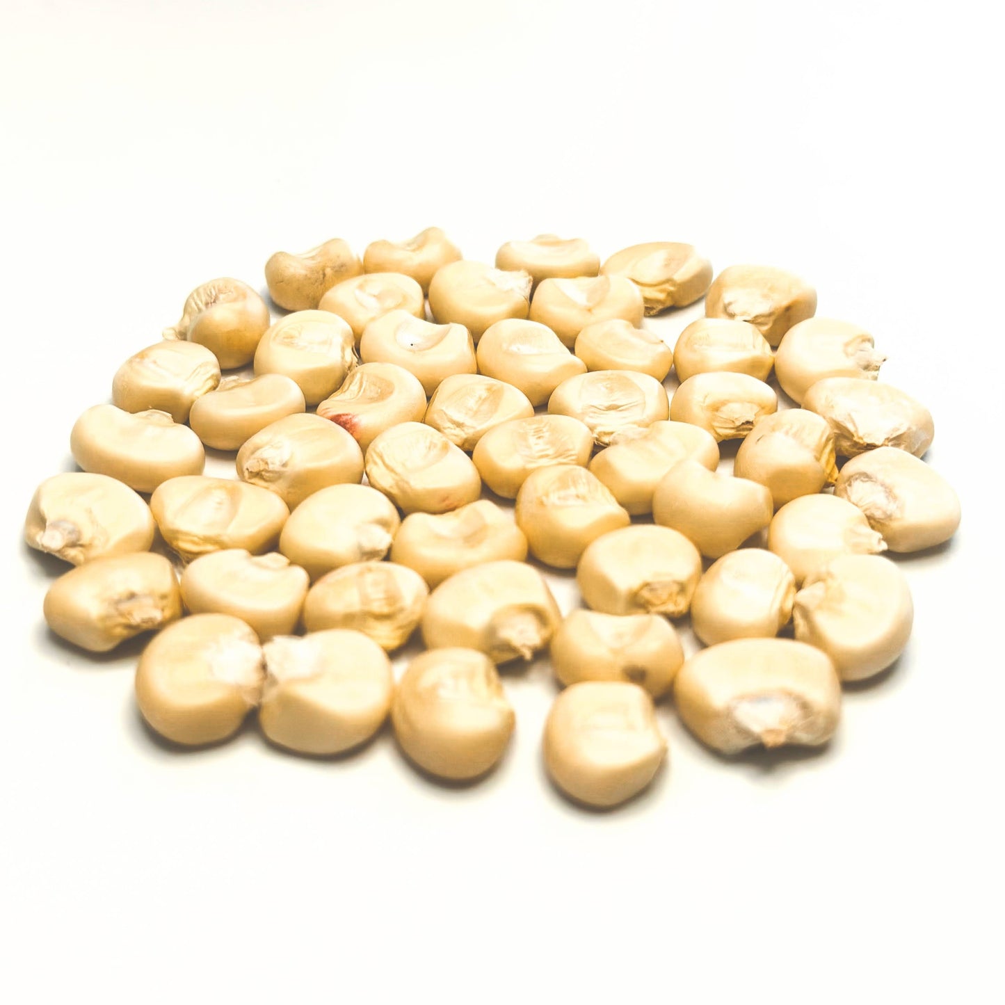 'Walpole Island White' Flour Corn (Zea mays)
