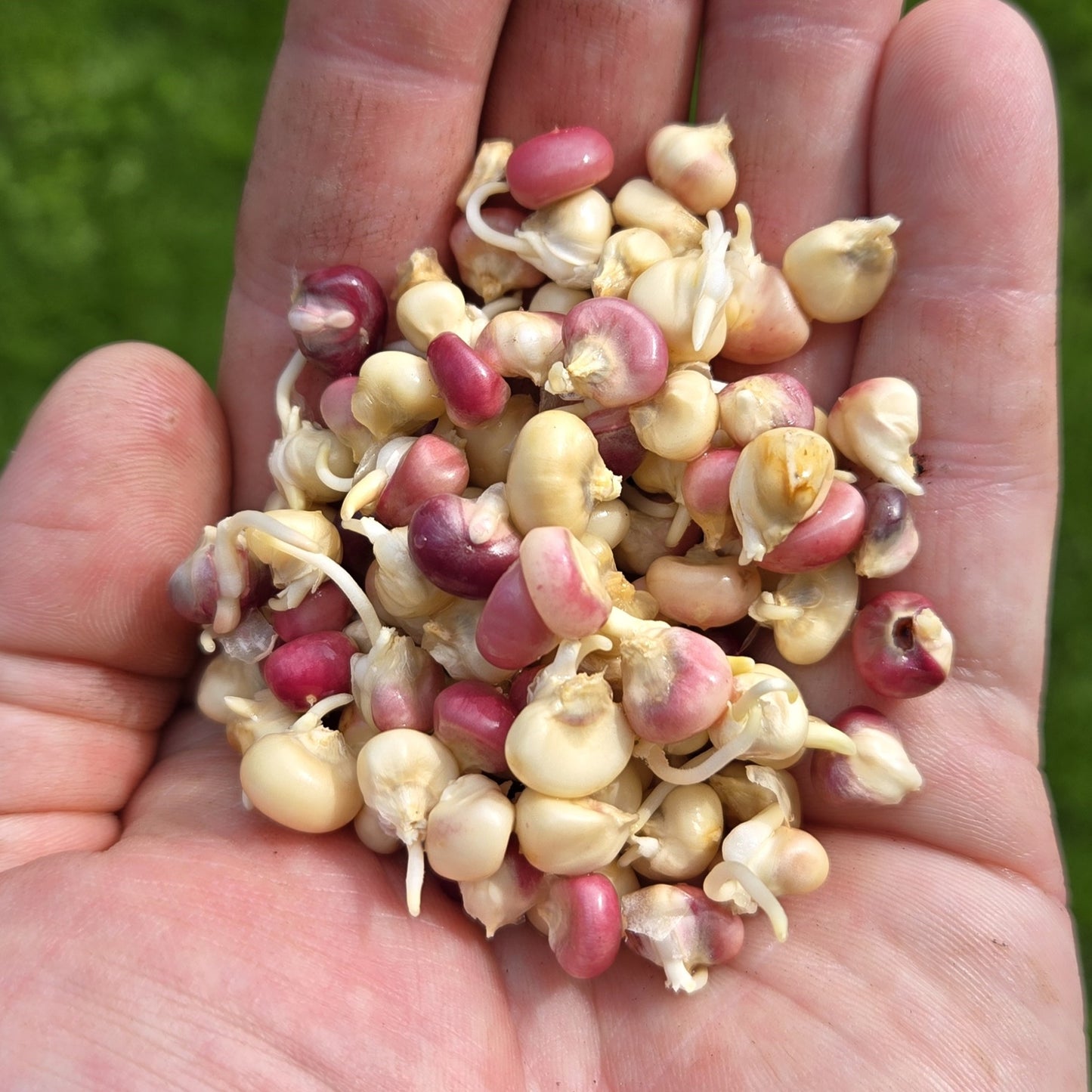 'Sac Blue' Flint Corn (Zea mays)