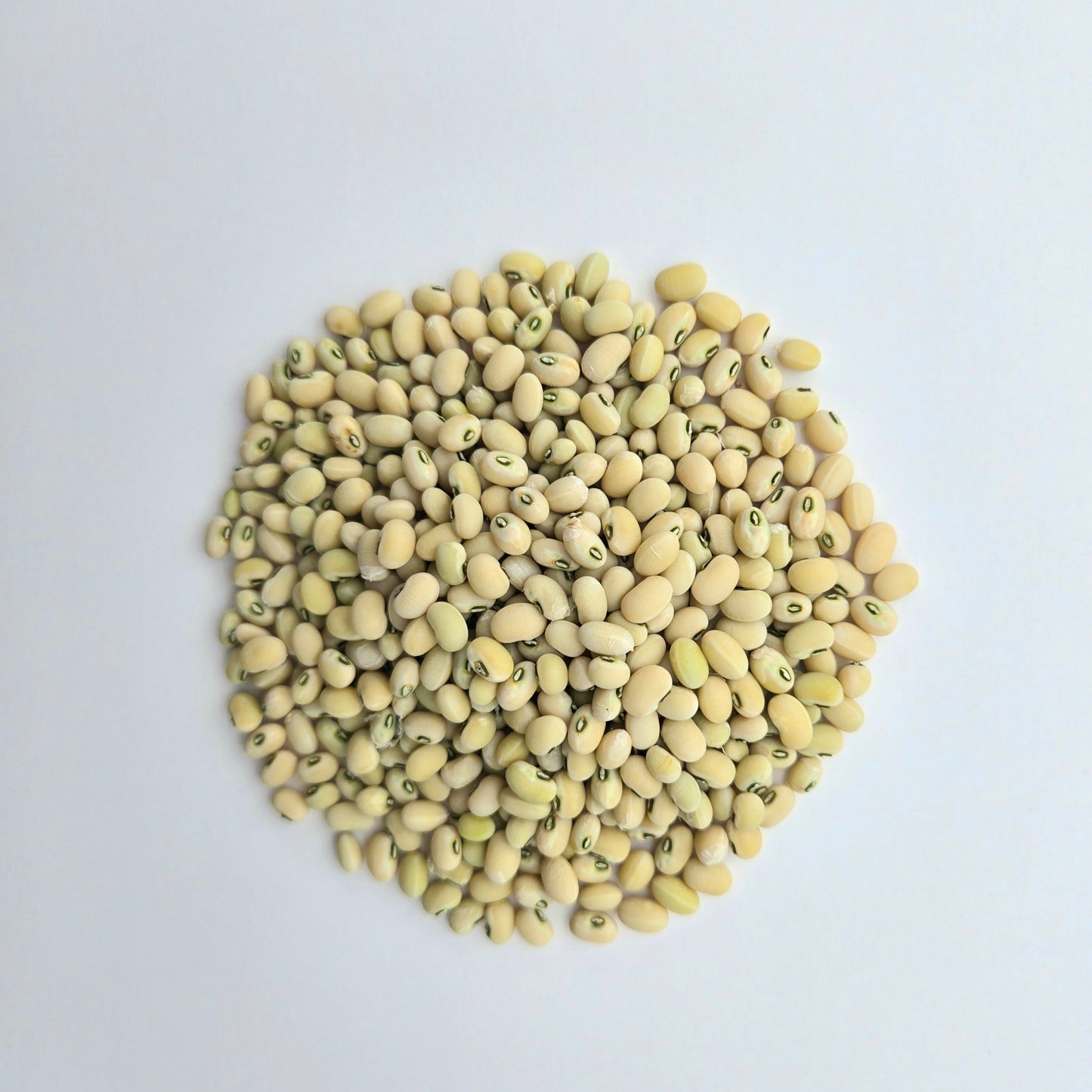 Cowpea (Vigna unguiculata 'Biwa Sitter')