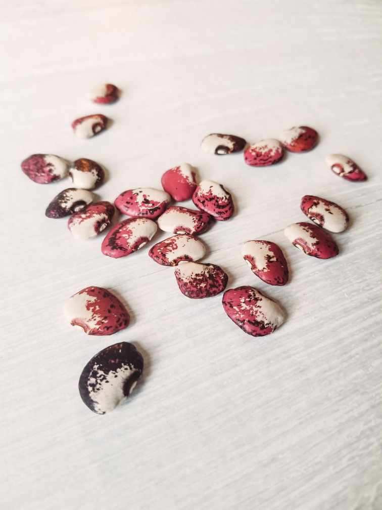 Lima Bean (Phaseolus lunatus 'Potawatomi')