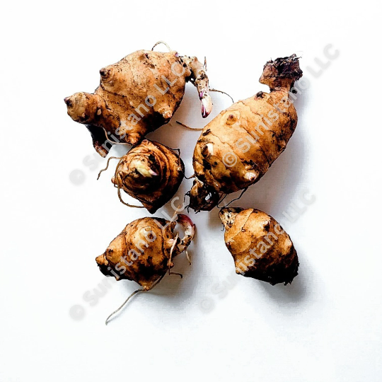 Jerusalem Artichoke (Helianthus tuberosus 'Early Dwarf Sunray')