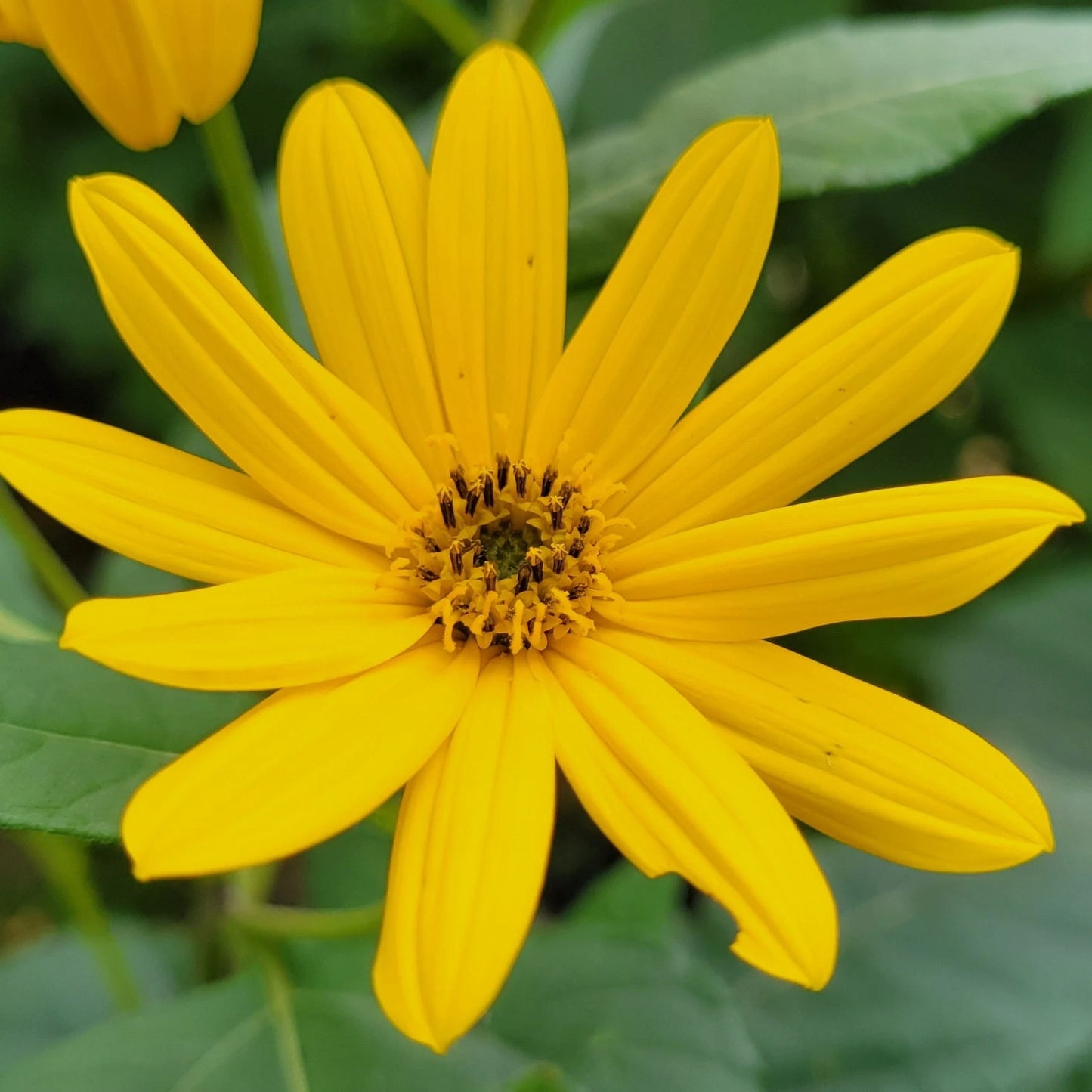 Jerusalem Artichoke (Helianthus tuberosus 'Mulles Rose')