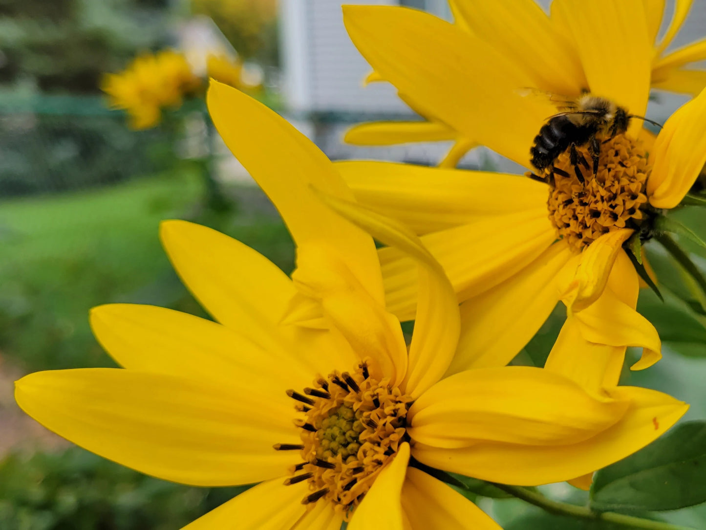 Jerusalem Artichoke (Helianthus tuberosus 'Mulles Rose')