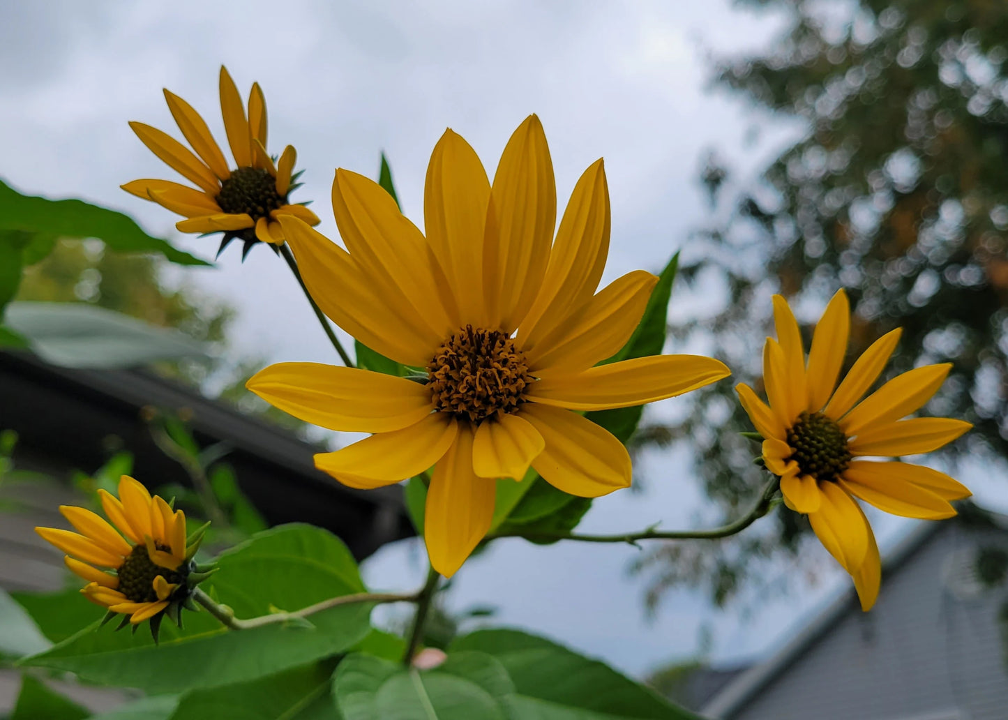 Jerusalem Artichoke (Helianthus tuberosus 'Mulles Rose')