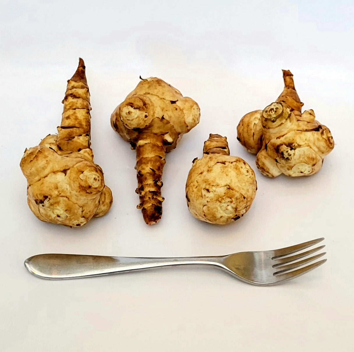 Jerusalem Artichoke (Helianthus tuberosus 'Olatin')