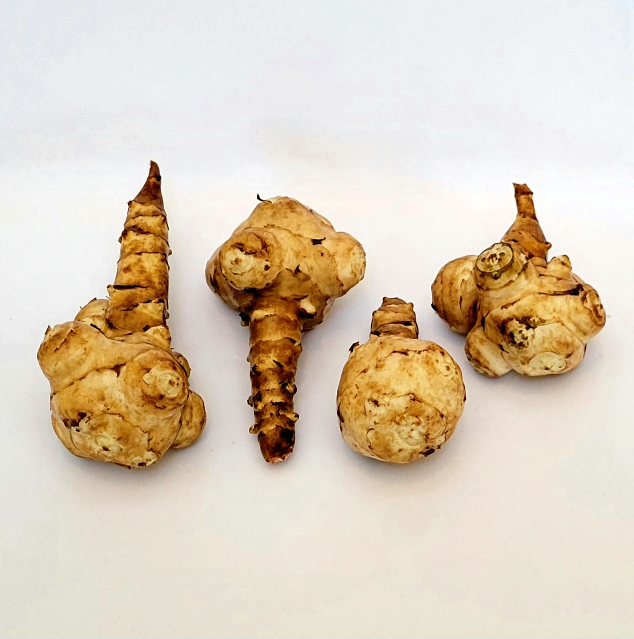 Jerusalem Artichoke (Helianthus tuberosus 'Olatin')