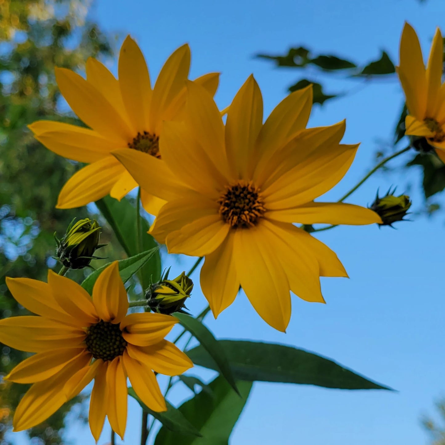 Jerusalem Artichoke (Helianthus tuberosus 'Topstar')