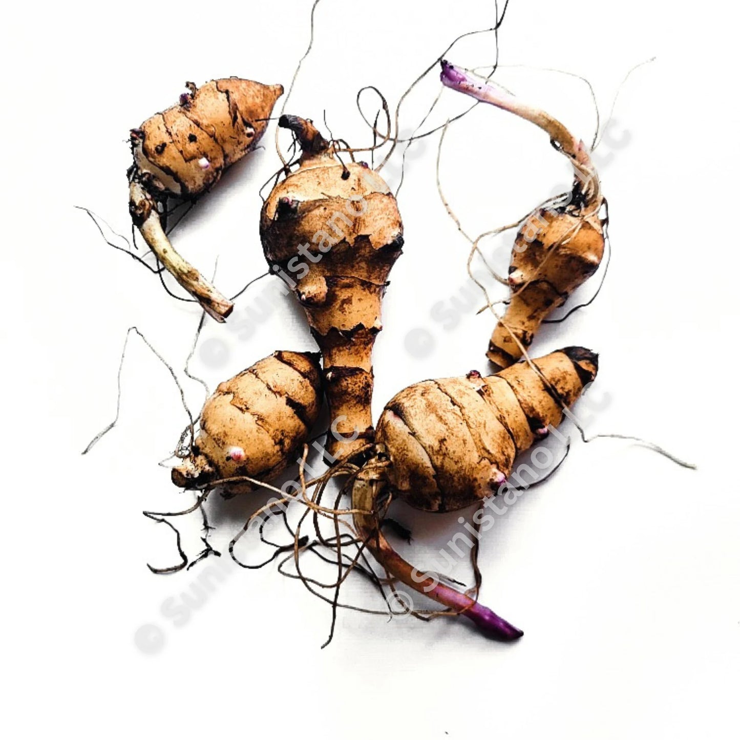 Jerusalem Artichoke (Helianthus tuberosus 'Topstar')