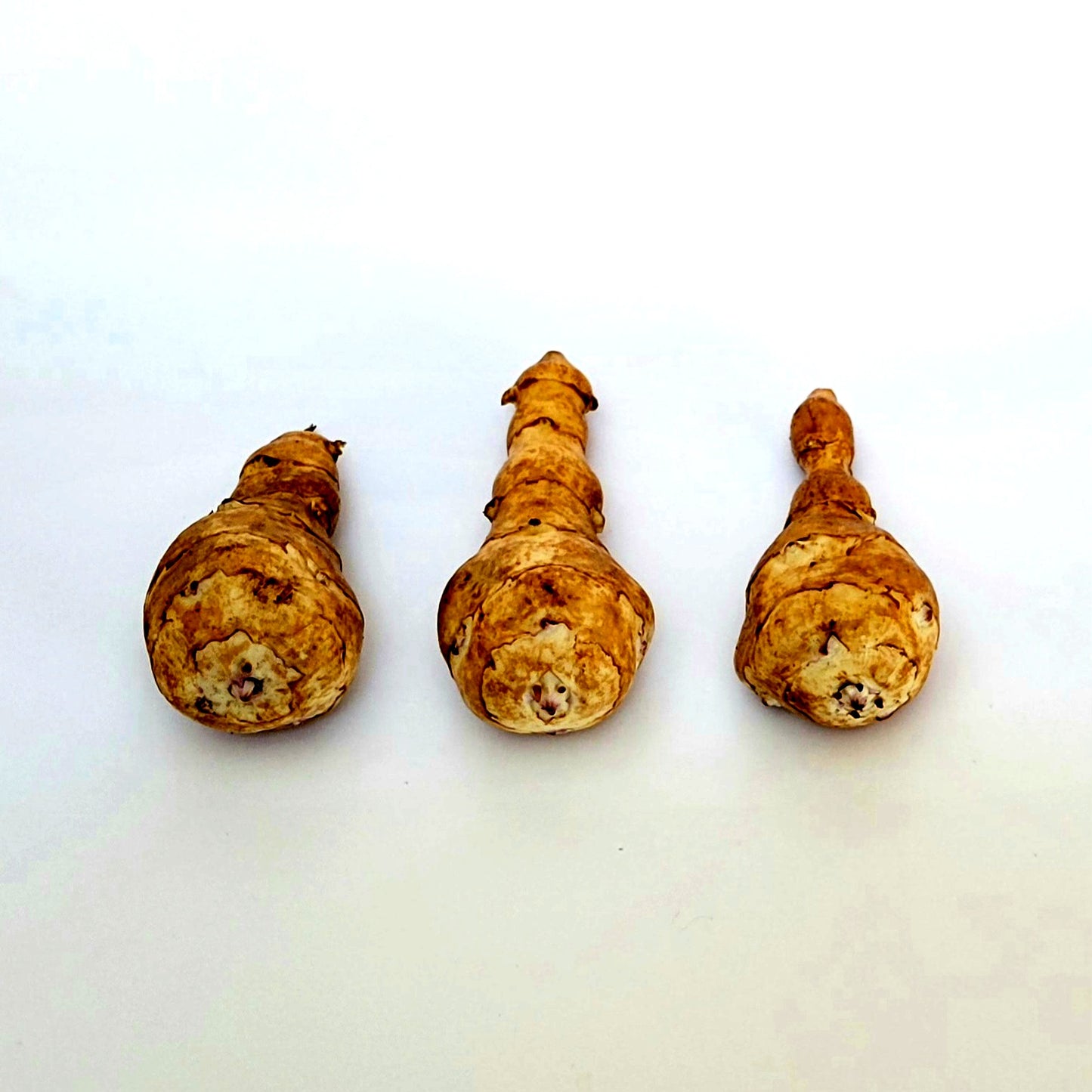 Jerusalem Artichoke (Helianthus tuberosus 'Starwhite Cluster')