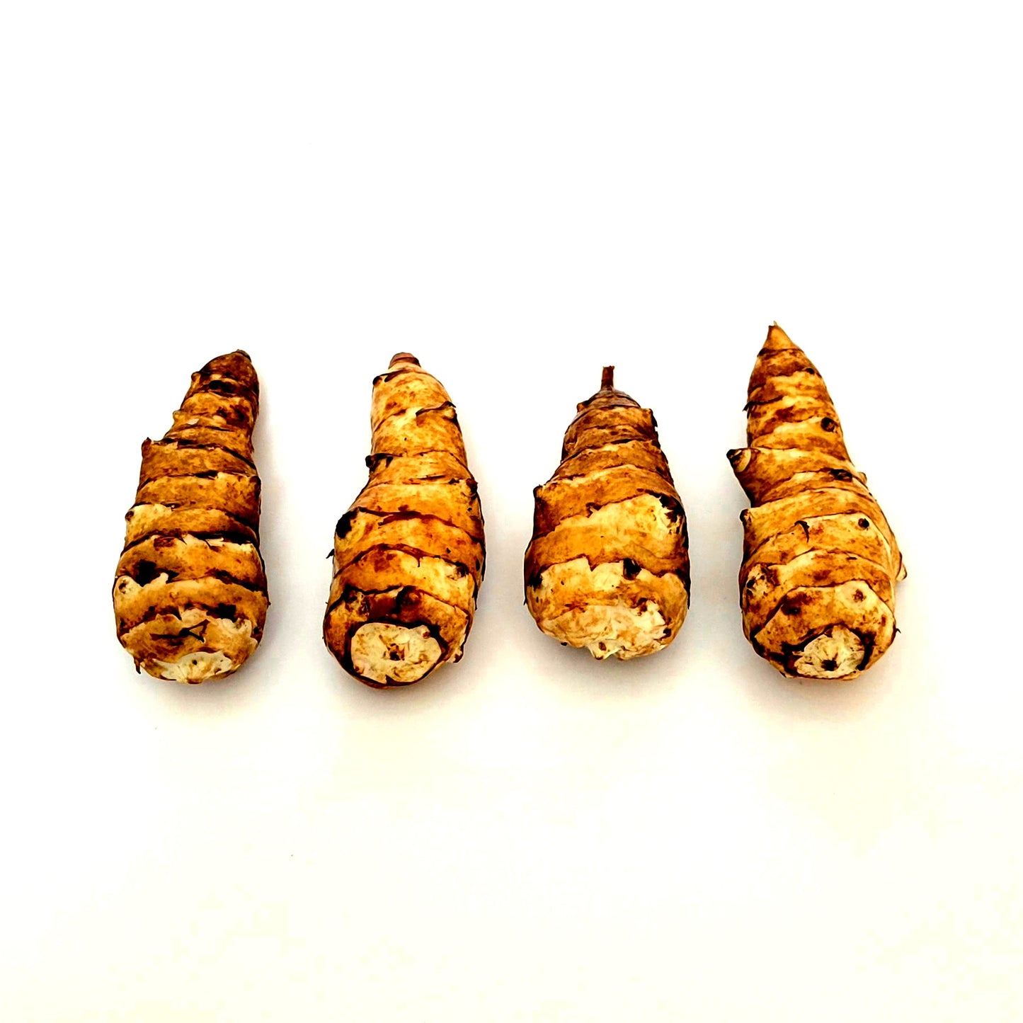 Jerusalem Artichoke (Helianthus tuberosus 'Gigant')