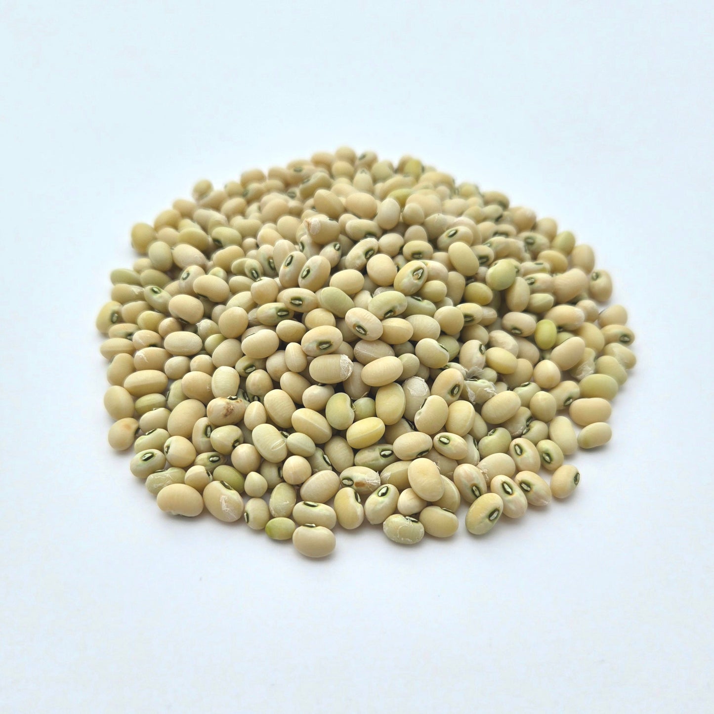 Cowpea (Vigna unguiculata 'Biwa Sitter')
