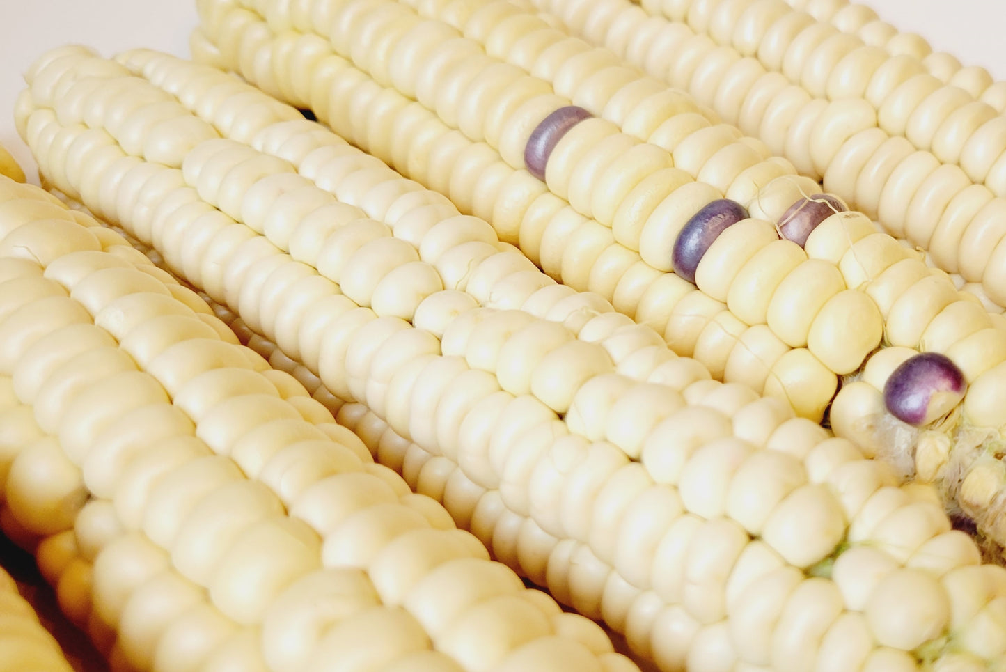 Four plump dry cobs of Walpole Island White Flower Corn (an Anishinaabe variety from unceded territory near Lake St. Clair) showing creamy white and occasional purple kernels, with remarkably good ear fill and few missing kernels.