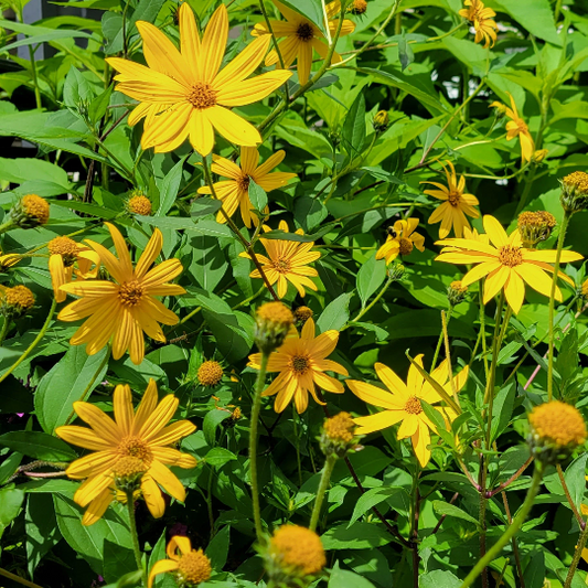 Jerusalem Artichoke (Helianthus tuberosus 'Early Dwarf Sunray')