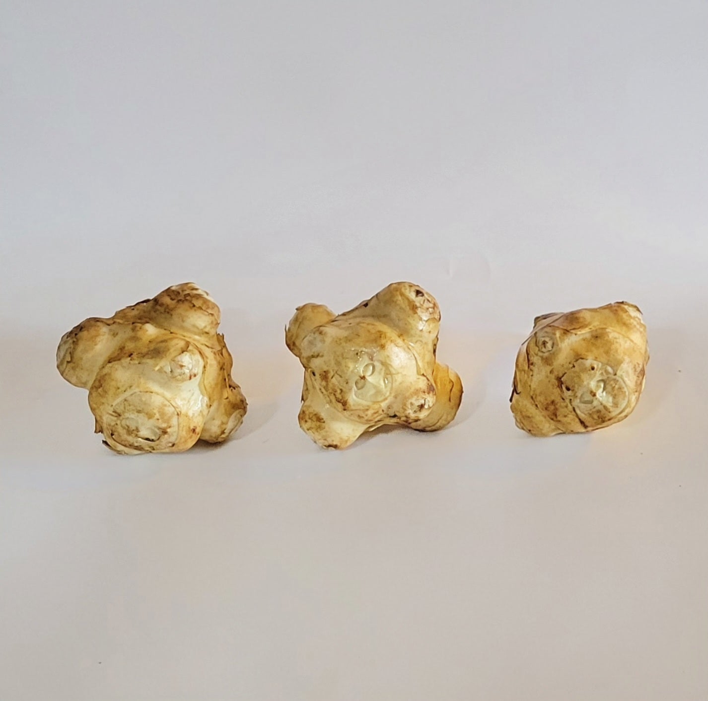 Jerusalem Artichoke (Helianthus tuberosus 'Supernova')