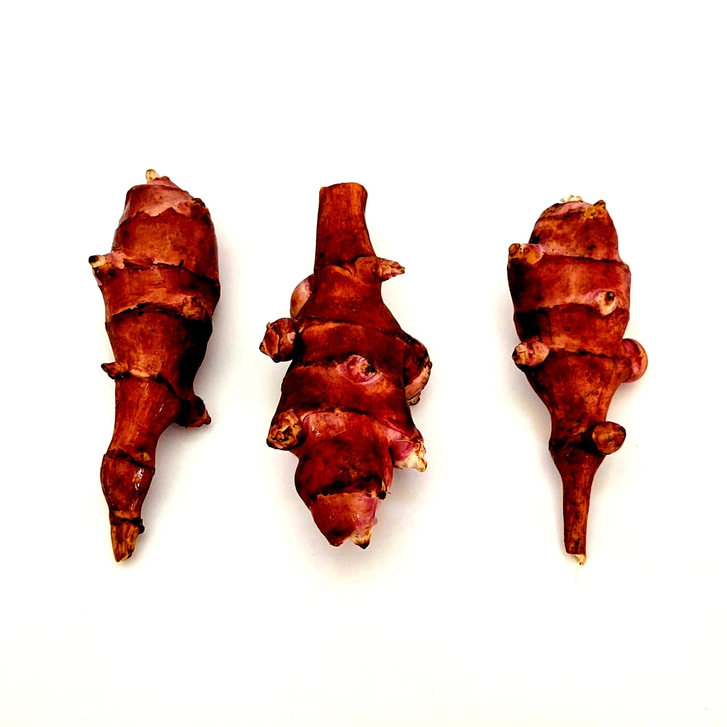 Jerusalem Artichoke (Helianthus tuberosus 'Jack's Copperclad')