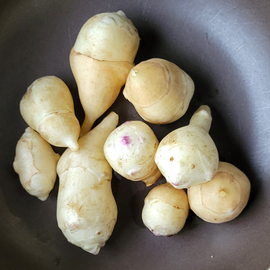 Jerusalem Artichoke (Helianthus tuberosus 'Weisse Truffel')