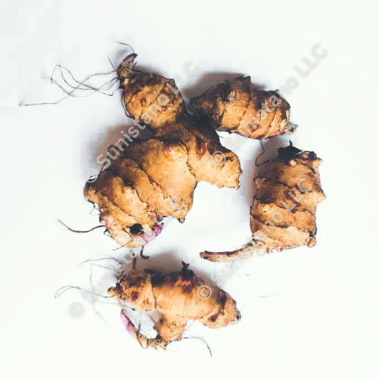 Jerusalem Artichoke (Helianthus tuberosus 'Stampede')