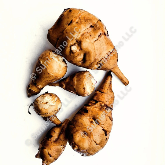 Jerusalem Artichoke (Helianthus tuberosus 'Sugar Ball')